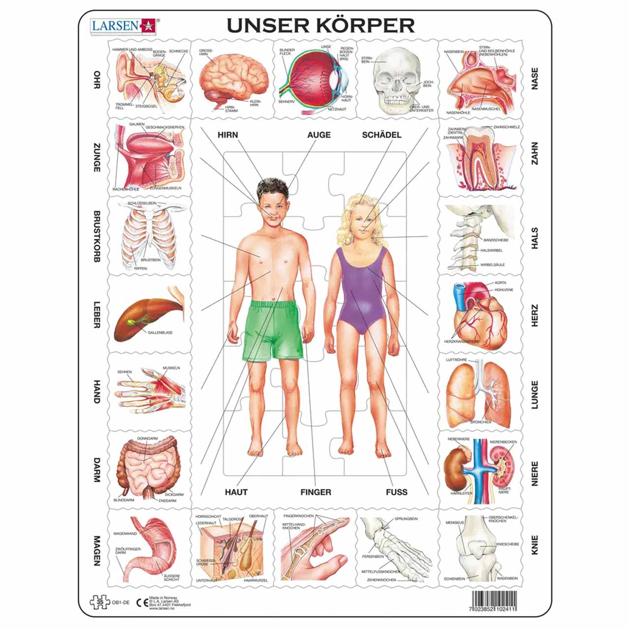 Lernpuzzle Anatomie für Kinder ab 6 Jahre