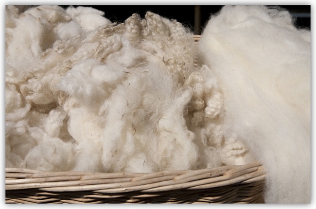 Frisch geschorene Schafswolle in einem Korb