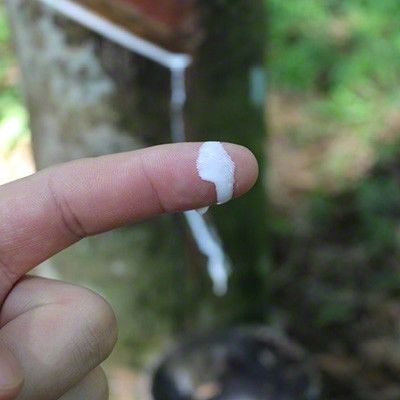 Saft eines Gummibaums auf einem Finger
