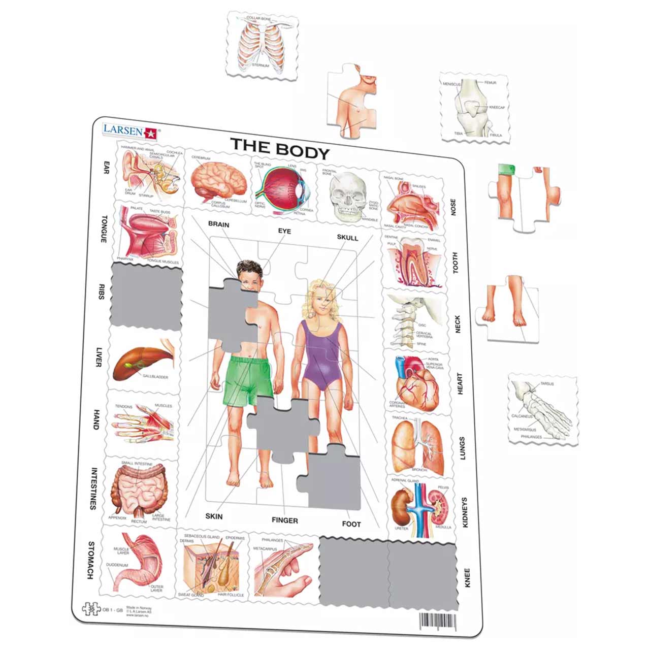 Lernpuzzle Anatomie für Kinder ab 6 Jahre
