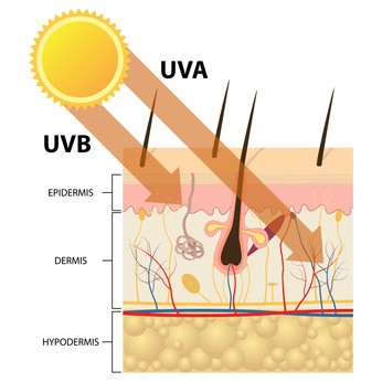 Grafik, die zeigt, in welche Hautschichten UV-A- und UV-B-Strahlung eindringen. UV-B-Strahlen kommen in die erste Schicht, die Epidermis. UV-A-Strahlung gelangt bis in die zweite Schicht, die Dermis.